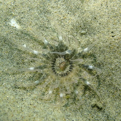 Harenactis attenuata