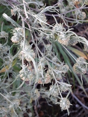 Artemisia jacutica