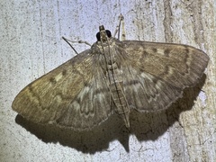 Herpetogramma aeglealis