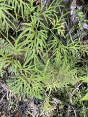 Lycopodium volubile