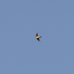 Ptyonoprogne rupestris