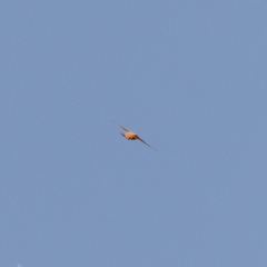 Ptyonoprogne rupestris