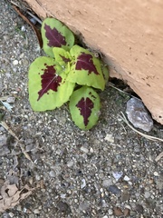Coleus scutellarioides