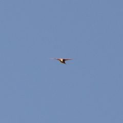 Ptyonoprogne rupestris