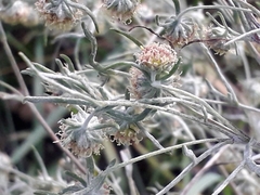 Artemisia jacutica