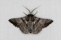 Hypobapta diffundens