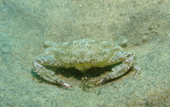 Achelous xantusii