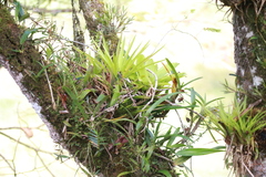 Epidendroideae