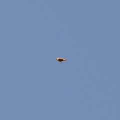 Ptyonoprogne rupestris