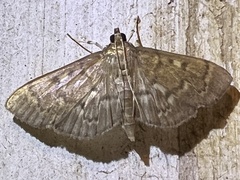 Herpetogramma aeglealis