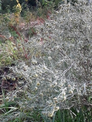 Artemisia jacutica