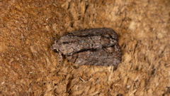 Etanna clopaea