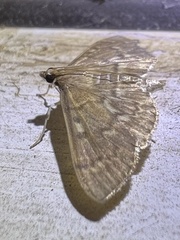 Herpetogramma aeglealis