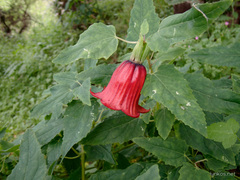 Canarina canariensis