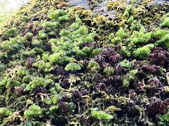 Hymenophyllum oligosorum