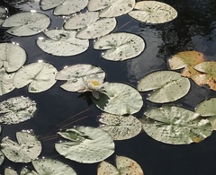Nymphaea candida
