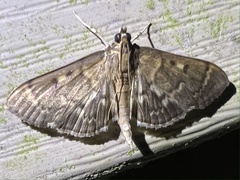 Herpetogramma aeglealis