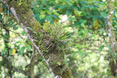 Epidendroideae