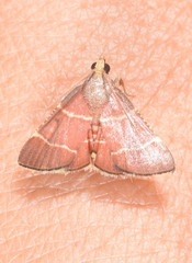 Hypsopygia pelasgalis