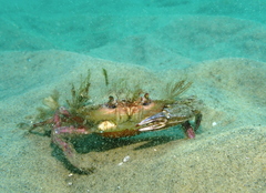 Achelous xantusii