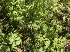 Pteris macilenta