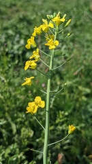 Brassica oleracea