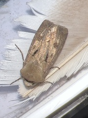 Agrotis exclamationis