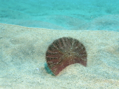 Dendraster excentricus