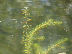 Myriophyllum