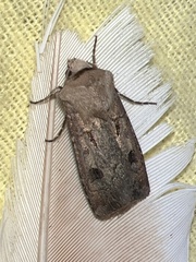 Agrotis exclamationis