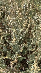 Atriplex tatarica