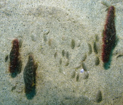 Dendraster excentricus