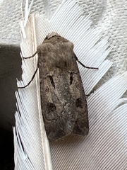 Agrotis exclamationis