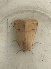 Dichagyris variabilis