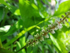 Phytolacca icosandra