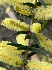 Acacia oxycedrus