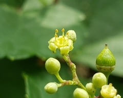 Ampelopsis