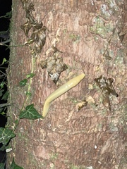 Ariolimax columbianus