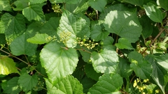 Ampelopsis