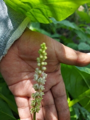 Phytolacca icosandra