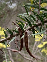 Acacia oxycedrus