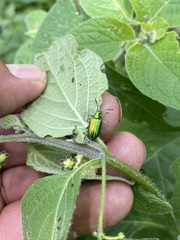 Metopoceris alternans