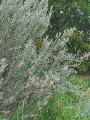 Barnardius zonarius