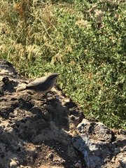 Salpinctes obsoletus