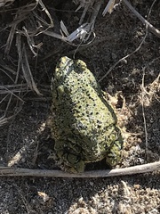 Anaxyrus debilis