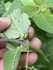 Metopoceris alternans