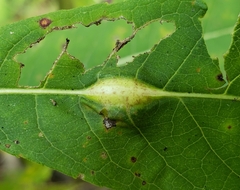 Neolasioptera vernoniae