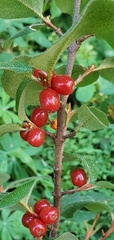 Shepherdia canadensis