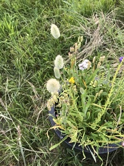 Thlaspi arvense