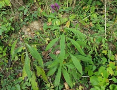 Neolasioptera vernoniae